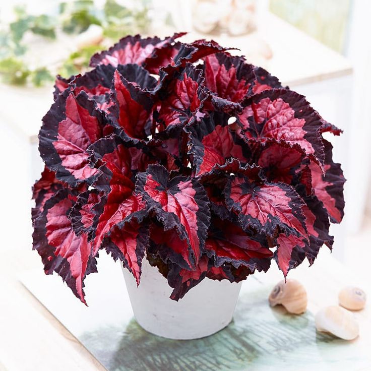 Begonia Rex